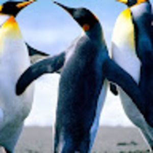 Meet your Posher, Frank